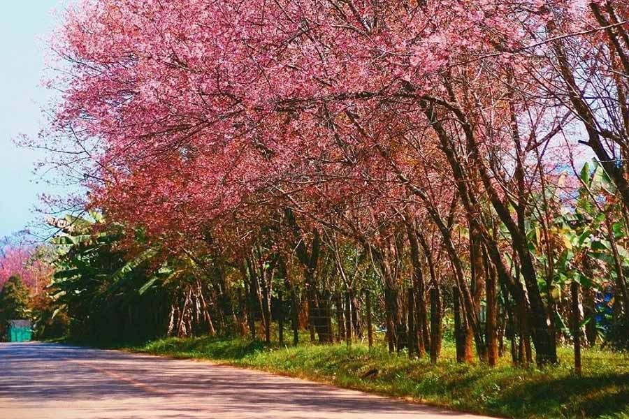 7 Endroits magnifiques pour admirer les fleurs de cerisier en Thaïlande