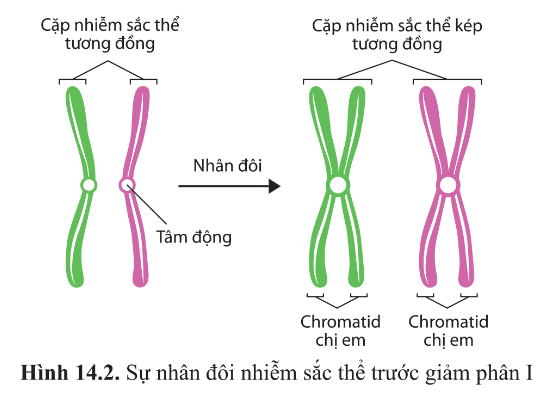 BÀI 14 - GIẢM PHÂNMỞ ĐẦUCâu 1: Bằng cơ chế nào mà bộ nhiễm sắc thể lưỡng bội (2n) của loài sinh sản hữu tính được duy trì nguyên vẹn từ thế hệ này sang thế hệ khác?Đáp án chuẩn:Nhờ sự kết hợp của 3 cơ chế nguyên phân, giảm phân và thụ tinh, bộ NST lưỡng bội 2n của loài sinh sản hữu tính được duy trì nguyên vẹn từ thế hệ này sang thế hệ khác. Giảm phân giảm bộ NST xuống một nửa (n), sau đó sự kết hợp của 2 giao tử (n) trong thụ tinh tạo thành hợp tử (2n), khôi phục lại bộ NST 2n đặc trưng của loài. Hợp tử 2n sau đó trải qua nhiều lần nguyên phân và biệt hóa tế bào để phát triển thành cơ thể đa bào trưởng thành.I. QUÁ TRÌNH GIẢM PHÂN VÀ THỤ TINHCâu 1: Giảm phân là gì?Đáp án chuẩn:- Là hình thức phân chia của các tế bào sinh dục chín để tạo thành các giao tử có bộ nhiễm sắc thể giảm đi một nửa so với tế bào mẹ ban đầu.Câu 2: Quan sát hình 14.1 và Đáp án chuẩn câu hỏi:a) Để tạo ra 4 tế bào con, cần mấy lần phân chia từ một tế bào ban đầu?b) Hãy so sánh bộ nhiễm sắc thể ban đầu và bộ nhiễm sắc thể của các tế bào là sản phẩm của các lần phân chia đó?Đáp án chuẩn:- Để tạo ra 4 tế bào con, cần 2 lần phân chia liên tiếp (bao gồm giảm phân I và giảm phân II) từ một tế bào ban đầu.- So sánh bộ nhiễm sắc thể ban đầu và bộ nhiễm sắc thể của các tế bào con sau các lần phân chia: Sau khi kết thúc 2 lần phân chia, bộ NST của các tế bào con giảm xuống một nửa so với tế bào ban đầu.Câu 3: Quan sát hình 14.2 và cho biết trước khi bắt đầu giảm phân I, nhiễm sắc thể trong nhân tế bào ở trạng thái đơn hay kép. Đặc điểm này có ý nghĩa gì?Đáp án chuẩn:- Trước khi bắt đầu giảm phân I, nhiễm sắc thể được nhân đôi ở pha S của kì trung gian, tạo thành nhiễm sắc thể kép gồm hai chromatid đính với nhau ở tâm động.- Điều này đảm bảo rằng mỗi tế bào con sau giảm phân I có bộ nhiễm sắc thể giảm xuống một nửa so với tế bào mẹ ban đầu.Câu 4: Quan sát hình 14.3, cho biết:a) Giảm phân I có các kì nào? Nhiễm sắc thể biến đổi như thế nào ở kì đầu I?b) Nhận xét về sự sắp xếp của nhiễm sắc thể ở kì giữa I và sự di chuyển của nhiễm sắc thể ở kì sau I.c) Kết quả của giảm phân I là gì? Hãy so sánh số lượng nhiễm sắc thể của tế bào lúc bắt đầu giảm phân và lúc kết thúc giảm phân I.d) Kết quả của giảm phân II là gì? So sánh bộ nhiễm sắc thể của tế bào được tạo ra sau giảm phân I và giảm phân II.Đáp án chuẩn:a) - Giảm phân I bao gồm 4 kì: đầu I, giữa I, sau I, cuối I.- Sự biến đổi của nhiễm sắc thể tại kì đầu I: Ở kì đầu I, nhiễm sắc thể kép bắt đôi và có thể xảy ra trao đổi chéo giữa các chromatid của các nhiễm sắc thể tương đồng. Các nhiễm sắc thể dần co lại. b) - Nhận xét về sự sắp xếp của nhiễm sắc thể ở kì giữa I: Ở kì giữa I, các nhiễm sắc thể kép trong các cặp tương đồng được xếp thành hai hàng trên mặt phẳng xích đạo của thoi phân bào.- Nhận xét về sự di chuyển của nhiễm sắc thể ở kì sau I: Mỗi nhiễm sắc thể kép trong các cặp tương đồng di chuyển về một cực của tế bào.c) - Kết quả của giảm phân I là từ 1 tế bào 2n ban đầu tạo ra 2 tế bào con mang bộ NST n kép.- So sánh số lượng nhiễm sắc thể của tế bào lúc bắt đầu và kết thúc giảm phân I: Số nhiễm sắc thể đã giảm xuống một nửa (từ 2n NST kép thành n NST kép).d)- Kết quả của giảm phân II là tạo ra 4 tế bào con mang bộ nhiễm sắc thể n đơn.- So sánh bộ nhiễm sắc thể của tế bào sau giảm phân I và giảm phân II: Bộ NST của tế bào trong giảm phân I và giảm phân II có số lượng bằng nhau, nhưng ở giảm phân I là nhiễm sắc thể kép còn ở giảm phân II là nhiễm sắc thể đơn.Luyện tập 1: Nhận xét về sự phân li và tổ hợp của các cặp nhiễm sắc thể tương đồng khác nhau qua các giai đoạn của giảm phân I.Đáp án chuẩn:Trong giảm phân I, các nhiễm sắc thể phân li độc lập và tổ hợp tự do về 2 cực của tế bào, tạo ra các tổ hợp nhiễm sắc thể mới. Điều này dẫn đến sự hình thành nhiều loại giao tử khác nhau trong quá trình giảm phân I.Câu 5: Lập bảng so sánh quá trình nguyên phân và quá trình giảm phân theo gợi ý trong bảng 14.1.Đáp án chuẩn:ĐiểmNội dung so sánhNguyên phânGiảm phânKhác nhauKết quảTừ 1 tế bào mẹ ban đầu tạo ra 2 tế bào con mang bộ nhiễm sắc thể giống tế bào mẹ.Từ 1 tế bào ban đầu tạo ra 4 tế bào con mang bộ nhiễm sắc thể giảm đi một nửa so với tế bào mẹ.Diễn ra ở loại tế bàoTất cả các tế bào trừ tế bào sinh dục chín.Tế bào sinh dục chín.Các giai đoạnKì trung gian, phân chia nhân (gồm 4 kì là kì đầu, kì giữa, kì sau, kì cuối) và phân chia tế bào chất.Kì trung gian, giảm phân I (kì đầu I, kì giữa I, kì sau I, kì cuối I), giảm phân II (kì đầu II, kì giữa II, kì sau II, kì cuối II).Hiện tượng tiếp hợp và trao đổi chéoKhông có hiện tượng tiếp hợp và trao đổi chéo.Có hiện tượng tiếp hợp và có thể trao đổi chéo giữa các chromatid của các nhiễm sắc thể tương đồng ở kì đầu I.Sắp xếp nhiễm sắc thể trên thoi phân bàoỞ kì giữa, các NST kép tập trung thành 1 hàng trên mặt phẳng xích đạo của thoi phân bào.Ở kì giữa I, các nhiễm sắc thể kép trong cặp nhiễm sắc thể tương đồng tập trung thành hai hàng trên mặt phẳng xích đạo của thoi phân bào.Ở kì sau II, các NST kép tập trung thành 1 hàng trên mặt phẳng xích đạo của thoi phân bào.Các nhiễm sắc thể tách nhau ở tâm độngXảy ra ở kì sau.Không xảy ra ở kì sau I nhưng xảy ra ở kì sau II.Số lần phân bào1 lần.2 lần.Đặc điểm của tế bào sinh ra so với tế bào ban đầuTế bào sinh ra có bộ nhiễm sắc thể 2n đơn giống nhau và giống hệt tế bào mẹ ban đầu.Tế bào sinh ra có bộ nhiễm sắc thể n đơn giảm đi một nửa so với tế bào mẹ ban đầu.Giống nhauĐều là hình thức phân bào có sự tham gia của thoi phân bào.Đều có một lần nhân đôi DNA ở kì trung gian trước khi phân bào.Sự phân chia nhân đều diễn ra theo các kì: kì đầu, kì giữa, kì sau, kì cuối.Nhiễm sắc thể đều trải qua những biến đổi tương tự như: tự nhân đôi, đóng xoắn, phân li, tháo xoắn. Màng nhân và nhân con đều tiêu biến vào kì đầu và xuất hiện vào kì cuối, thoi phân bào đều tiêu biến vào kì cuối và xuất hiện vào kì đầu.Diễn biến các kì của giảm phân II giống với nguyên phân.- Giống nhau:Đều là hình thức phân bào có sự tham gia của thoi phân bào.Đều có một lần nhân đôi DNA ở kì trung gian trước khi phân bào.Sự phân chia nhân đều diễn ra theo các kì: kì đầu, kì giữa, kì sau, kì cuối.Nhiễm sắc thể đều trải qua những biến đổi tương tự như: tự nhân đôi, đóng xoắn, phân li, tháo xoắn. Màng nhân và nhân con đều tiêu biến vào kì đầu và xuất hiện vào kì cuối, thoi phân bào đều tiêu biến vào kì cuối và xuất hiện vào kì đầu.Diễn biến các kì của giảm phân II giống với nguyên phân.Câu 6: Giao tử tham gia vào quá trình tạo ra cơ thể mới có bộ nhiễm sắc thể như thế nào so với tế bào sinh dưỡng? Chúng được hình thành như thế nào?Đáp án chuẩn:- Giao tử trong quá trình hình thành cơ thể mới có bộ nhiễm sắc thể (n đơn) giảm xuống một nửa so với số lượng nhiễm sắc thể (2n đơn) trong tế bào sinh dưỡng.- Sự hình thành giao tử:  + Giao tử đực: Tế bào mầm sinh tinh phát triển thành tinh bào bậc một → Giảm phân tạo ra tinh tử → Tạo thành giao tử đực.  + Giao tử cái: Tế bào mầm sinh trứng phát triển thành noãn bào bậc một → Giảm phân tạo ra tế bào trứng và thể cực → Tạo thành giao tử cái.I. QUÁ TRÌNH GIẢM PHÂN VÀ THỤ TINHCâu 7: Quan sát hình 14.4, so sánh các giai đoạn của sự phát sinh giao tử đực và sự phát sinh giao tử cái ở động vật?Đáp án chuẩn:- Giống nhau:Đều xảy ra với các tế bào mầm sinh dục.Đều trải qua các giai đoạn: phát triển, giảm phân, hình thành giao tử.- Khác nhau:Giai đoạnSự phát sinh giao tử đựcSự phát sinh giao tử cáiPhát triểnTế bào mầm si  nh tinh phát triển thành tinh bào bậc 1.Tế bào mầm sinh trứng phát triển thành noãn bào bậc 1.Giảm phân ITinh bào bậc 1 qua giảm phân I cho 2 tinh bào bậc 2 có kích thước bằng nhau.Noãn bào bậc 1 qua giảm phân I cho 1 noãn bào bậc 2 có kích thước lớn và 1 thể cực có kích thước nhỏ.Giảm phân IIMỗi tinh bào bậc 2 qua giảm phân II cho 2 tinh tử có kích thước bằng nhau.Noãn bào bậc 2 qua giảm phân II cho 1 tế bào trứng có kích thước lớn và 1 thể cực có kích thước nhỏ.Hình thành giao tửTừ một tế bào mầm sinh tinh tạo ra 4 tinh tử, cả 4 tinh tử đều phát triển thành 4 tinh trùng.Từ một tế bào mầm sinh trứng chỉ tạo ra 1 trứng còn 3 thể cực cóLuyện tập 2: Nhận xét về sự biến đổi của giao tử đực và giao tử cái so với sản phẩm của giảm phân. Ý nghĩa của quá trình nguyên phân và giảm phân ở các tế bào của cơ quan sinh sản đối với sự phát sinh giao tử là gì?Đáp án chuẩn:* Nhận xét về sự biến đổi của giao tử đực và giao tử cái so với sản phẩm của giảm phân:- Giao tử đực có phân hoá có đầu, thân và đuôi.- Giao tử cái có kích thước lớn, chứa nhiều chất dinh dưỡng.* Ý nghĩa của quá trình nguyên phân và giảm phân ở các tế bào của cơ quan sinh sản đối với sự phát sinh giao tử là:- Nguyên phân giúp gia tăng số lượng tế bào sinh sản.- Giảm phân giúp hình thành các tế bào tiền giao tử có bộ nhiễm sắc thể giảm đi một nửa.Câu 8: Quan sát hình 14.5 và cho biết sự thụ tinh là gì. Hợp tử có bộ nhiễm sắc thể như thế nào so với các giao tử và tế bào sinh dưỡng của cơ thể bố mẹ?Đáp án chuẩn:- Thụ tinh là quá trình kết hợp giao tử giữa một trừng (n) và một tinh trùng (n), tạo ra một hợp tử lưỡng bội (2n). - Hợp tử có số lượng nhiễm sắc thể lưỡng bội (2n), gấp đôi số lượng nhiễm sắc thể đơn bội (n) trong giao tử, và giống với bộ nhiễm sắc thể trong tế bào sinh dưỡng của cơ thể bố mẹ.Câu 9: Dựa vào hiểu biết của mình về sự thụ tinh, hãy giải thích về nguồn gốc của các nhiễm sắc thể trong mỗi cặp nhiễm sắc thể tương đồng trong tế bào của cơ thể sinh vật lưỡng bội?Đáp án chuẩn:Giao tử đực mang nhiễm sắc thể đơn bội từ bố, giao tử cái mang nhiễm sắc thể đơn bội từ mẹ. Khi thụ tinh xảy ra, giao tử đực đơn bội kết hợp với giao tử cái đơn bội tạo thành hợp tử lưỡng bội (2n). Trên mỗi cặp nhiễm sắc thể tương đồng trong tế bào của sinh vật lưỡng bội, một chiếc có nguồn gốc từ bố và một chiếc có nguồn gốc từ mẹ.Luyện tập 3: Cho biết vì sao bộ nhiễm sắc thể 2n đặc trưng của loài được duy trì ổn định qua các thế hệ cơ thể ở sinh vật sinh sản hữu tính.Đáp án chuẩn:- Bộ NST 2n của loài được duy trì qua các thế hệ sinh vật sinh sản hữu tính nhờ ba quá trình:- Giảm phân giảm bộ NST xuống một nửa (n) để tạo ra giao tử. Thụ tinh kết hợp hai giao tử (n) lại thành hợp tử (2n), khôi phục lại bộ NST 2n đặc trưng của loài.- Tế bào hợp tử 2n trải qua nhiều lần nguyên phân và biệt hóa để phát triển thành cơ thể đa bào trưởng thành.Luyện tập 4: Nếu một cá thể sinh vật sinh sản hữu tính có bộ nhiễm sắc thể 2n = 4 được kí hiệu AaBb thì có thể tạo ra mấy loại giao tử khác nhau về kí hiệu bộ nhiễm sắc thể? Sự thụ tinh có thể tạo ra bao nhiêu khả năng tổ hợp (kí hiệu khác nhau) của bộ NST ở thế hệ con?Đáp án chuẩn:- Trong quá trình giảm phân tạo giao tử, các nhiễm sắc thể có sự phân li và tổ hợp tự do. Nếu một cá thể sinh vật sinh sản hữu tính có bộ nhiễm sắc thể 2n = 4 được kí hiệu là AaBb, thì có thể tạo ra 4 loại giao tử là AB, Ab, aB, ab.- Trong quá trình thụ tinh tạo hợp tử, các loại giao tử tổ hợp tự do. Sự thụ tinh của 4 loại giao tử AB, Ab, aB, ab có thể tạo ra 9 loại tổ hợp khác nhau của bộ nhiễm sắc thể ở thế hệ con, bao gồm AABB, AAbb, aaBB, aabb, AABb, aaBb, AaBB, Aabb, AaBb.Tìm hiểu thêm: Ngựa có bộ nhiễm sắc thể 2n = 64 và lừa có bộ nhiễm sắc thể 2n = 62. Con lai giữa ngựa cái và lừa đực là con la. Vậy con la có bao nhiêu nhiễm sắc thể? Con la có khả năng sinh con không? Vì sao?Ngựa có bộ nhiễm sắc thể 2n = 64 và lừa có bộ nhiễm sắc thể 2n = 62Đáp án chuẩn:- Con lạ phát triển từ hợp tử của ngựa (32 nhiễm sắc thể) và lừa (31 nhiễm sắc thể), tổng cộng 63 nhiễm sắc thể.- Con lạ không sinh sản được vì thiếu các cặp nhiễm sắc thể tương đồng trong tế bào, không thể tiếp hợp trong giai đoạn đầu của giảm phân, dẫn đến rối loạn và không hình thành được giao tử.Vận dụng 1 trang 89 Sinh học 10: Sự phân li độc lập và tổ hợp ngẫu nhiên của các cặp nhiễm sắc thể trong quá trình giảm phân và tổ hợp ngẫu nhiên của các giao tử đực và giao tử cái trong quá trình thụ tinh có ý nghĩa gì đối với sinh vật?Đáp án chuẩn:Phân li độc lập và tổ hợp ngẫu nhiên của nhiễm sắc thể trong giảm phân, cùng với các giao tử đực và cái trong thụ tinh, tạo ra đa dạng nhiễm sắc thể, quan trọng cho sự tiến hóa và thích nghi của sinh vật với môi trường.II. MỘT SỐ NHÂN TỐ ẢNH HƯỞNG ĐẾN QUÁ TRÌNH GIẢM PHÂN