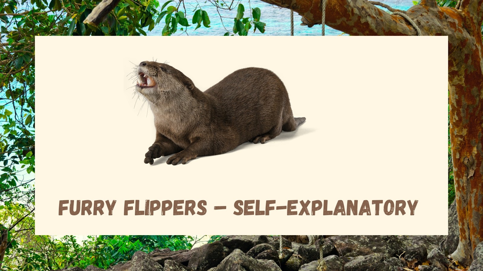 Furry Flippers – self-explanatory