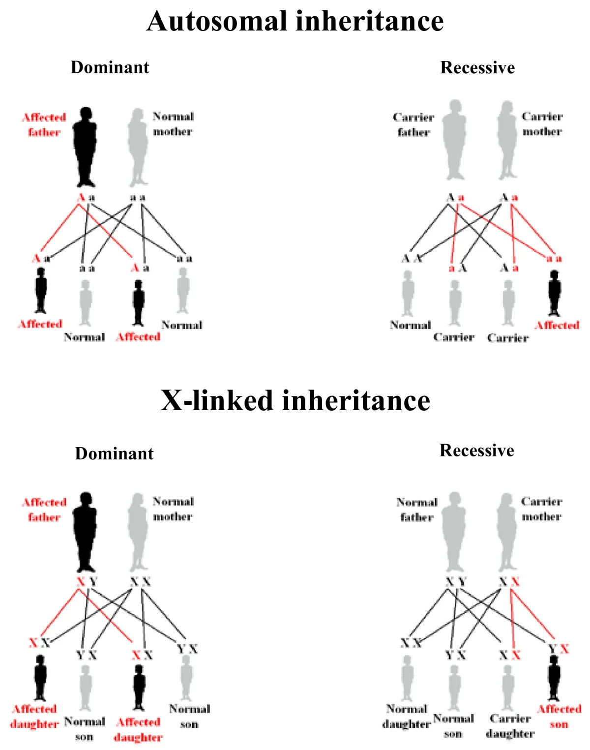 Types of Genetic Testing 