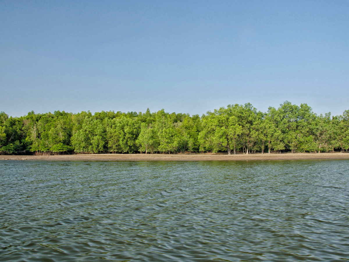 Navigating the Mangroves of Krabi: Ao Thalane's Hidden Kayak Trails