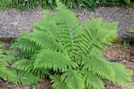 Boston fern