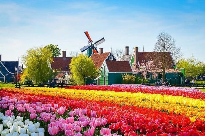 KHÁM PHÁ 4 ĐIỀU THÚ VỊ VỀ VƯỜN HOA KEUKENHOF