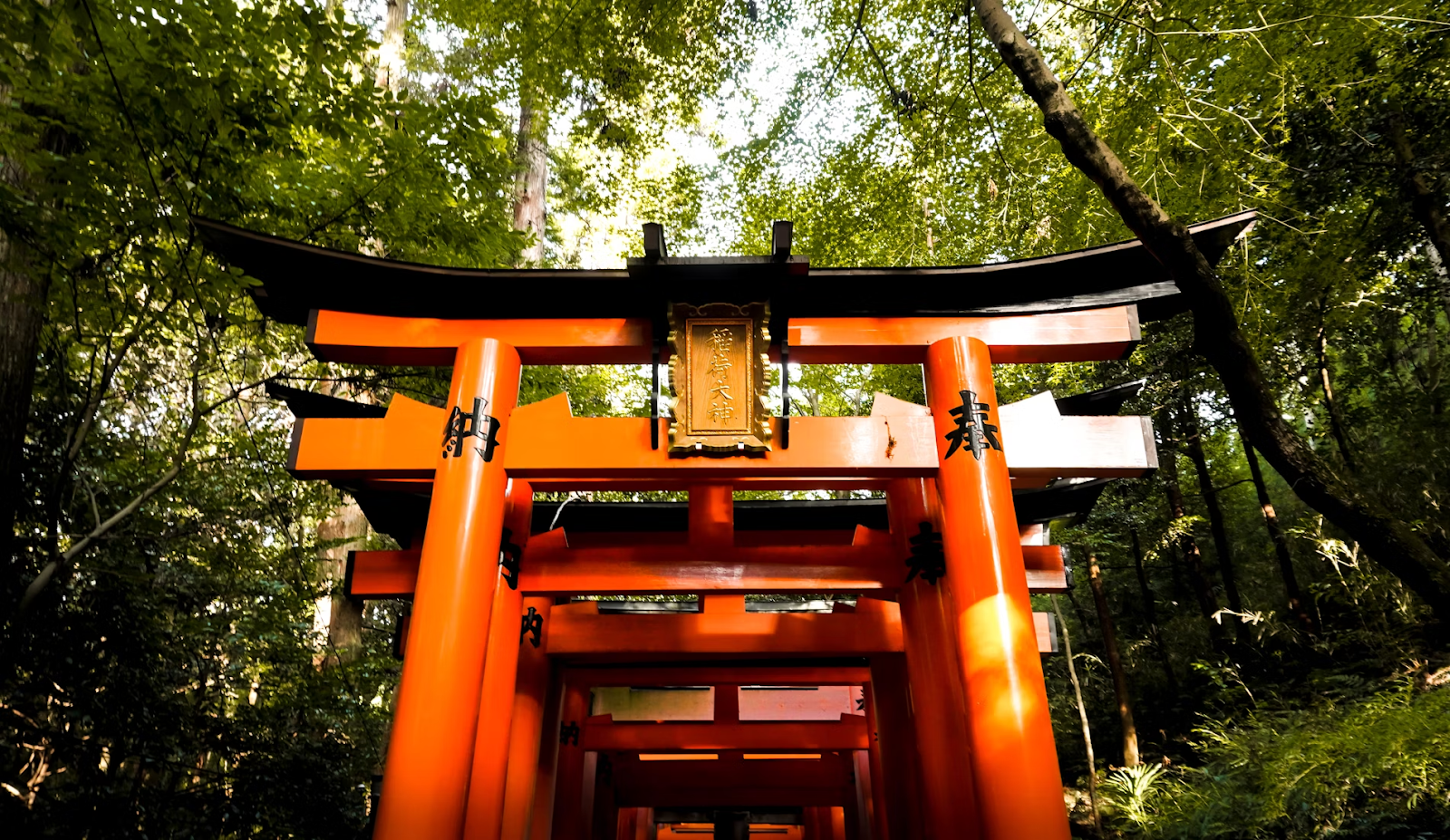 Beautiful Japanese cultural view of torii in park