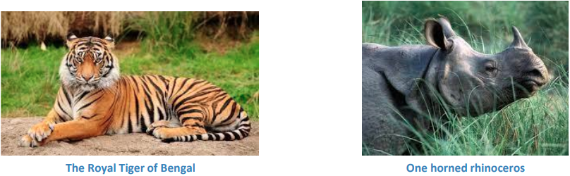 A picture containing mammal, grass, cat, tiger

Description automatically generated