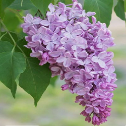 Lilac Flower