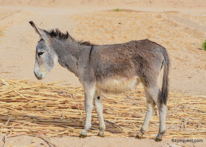 How Long Do Donkeys Live?