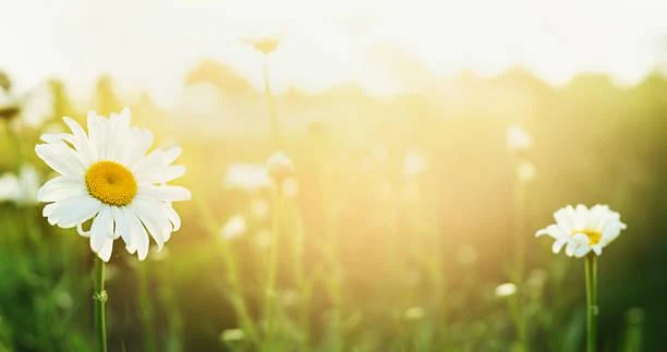 20 Nature Photos with Balanced Composition, visual balance, perfect frame, nature, landscape, scenic layout, harmony in view
