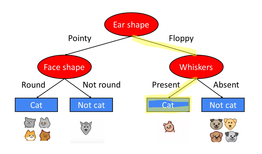 A diagram of a cat and a cat

Description automatically generated