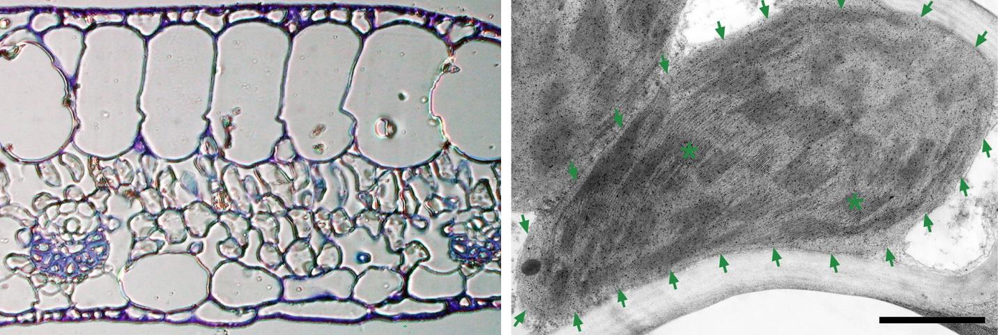 A close-up of a microscopeDescription automatically generated