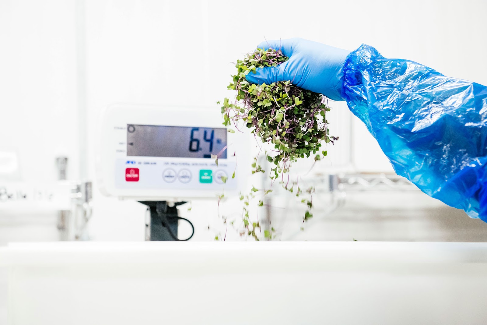 hydroponic plants getting weighed at planted detroit