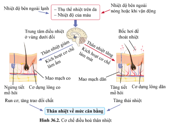 BÀI 36 - DA VÀ ĐIỀU HÒA THÂN NHIỆT Ở NGƯỜI