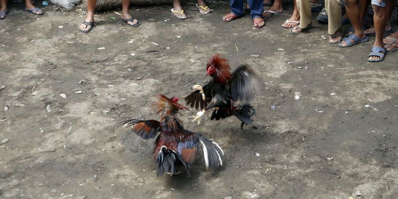 Đá gà cựa dao chuyên môn cao, kịch tính từng giây