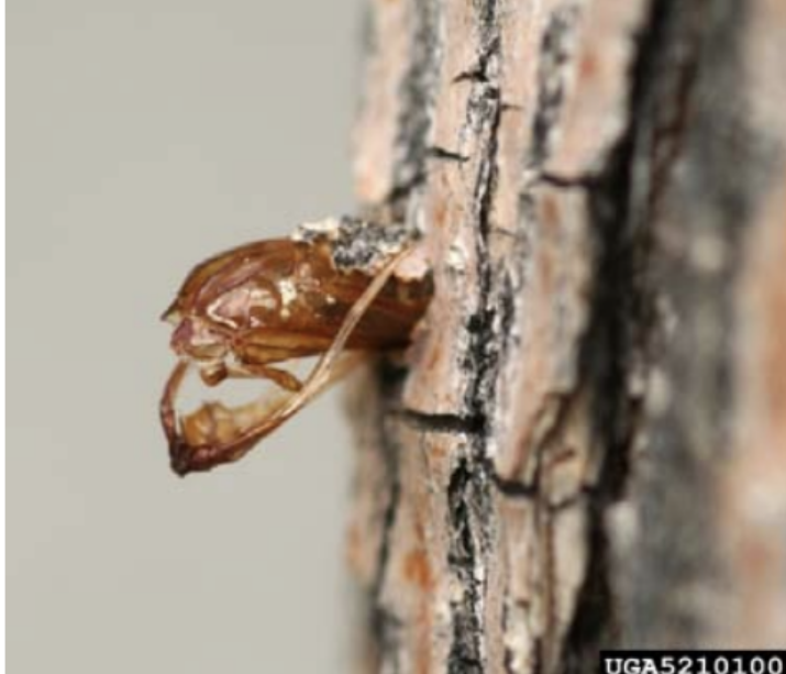 An Ash Borer making it's way into the bark.