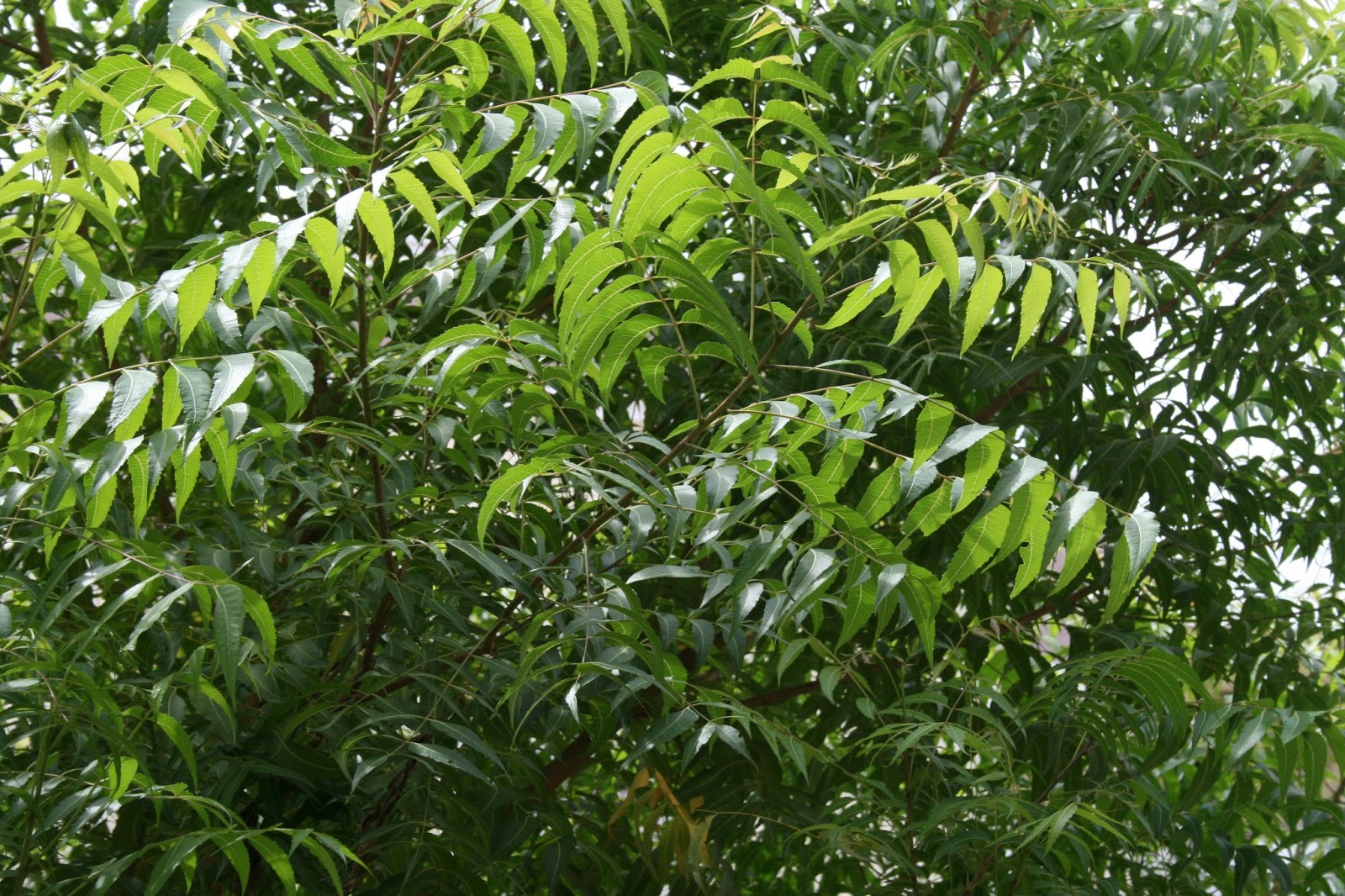 neem, antifungal, antibacterial, benefits, scaly scalp, flaky scalp, dandruff treatment