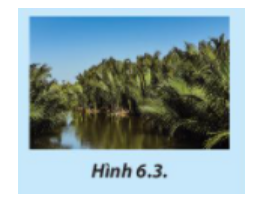 BÀI 6. RỪNG Ở VIỆT NAM1. Vai trò của rừngCâu 1: Em hãy nêu vai trò của rừng đối với môi trường, đời sống và sản xuất trong mỗi trường hợp được minh họa ở Hình 6.1.Đáp án chuẩn:- Hình 6.1a: Đóng vai trò trong việc cung cấp khí oxy và hấp thụ khí carbon dioxide, giúp duy trì không khí trong lành và điều hòa khí hậu.- Hình 6.1b: Chức năng chính là chắn gió, ngăn chặn cát di động ven biển và che chở cho vùng đất phía trong đất liền.- Hình 6.1c: Cung cấp nguyên liệu gỗ cho các hoạt động sản xuất.- Hình 6.1d: Rừng giúp ngăn cản và làm giảm tốc độ của dòng chảy nước mưa, bảo vệ độ phì nhiêu của đất và giảm thiểu các hiện tượng xói mòn, sạt lở đất, lũ lụt.- Hình 6.1e: Phục vụ cho các hoạt động nghiên cứu khoa học.- Hình 6.1f: Tạo ra môi trường sống lý tưởng cho nhiều loài động vật.Câu 2: Hãy kể tên những ngành sản xuất sử dụng nguyên liệu từ rừngĐáp án chuẩn:Ngành chế biến gỗ; chế biến hương liệu và tinh dầu; cung cấp dược liệu và thuốc; chế biến nhựa để sản xuất keo.2. Một số loại rừng phổ biến ở Việt NamCâu 3: Những loại rừng ở Hình 6.2 được gọi tên theo đặc điểm nào của rừng?Đáp án chuẩn:- Hình 6.2a: Nguồn gốc hình thành- Hình 6.2b: Phân loại theo cây- Hình 6.2c: Phân loại theo điều kiện lập địa.Câu 4: Hãy cho biết tên gọi loại rừng trong Hình 6.3  Đáp án chuẩn:Rừng ngập mặn.Câu 5: Tại địa phương em có những loại rừng nào? Hãy kể tên rừng ở Việt Nam mà em biết.Đáp án chuẩn:Ở địa phương em có : Rừng Quốc gia Cúc Phương - Ninh BìnhMột số loại rừng ở Việt Nam mà em biết : - Rừng U Minh - Cà Mau, Kiên Giang.- Rừng Nam Cát Tiên - Đồng Nai, Bình Phước, Lâm Đồng.- Rừng thông Bản áng - Mộc Châu, Sơn LaCâu 6: Hình 6.4 cho thấy rừng giúp ích cho môi trường và cho đời sống con người như thế nào?Đáp án chuẩn:Hình 6.4a: Phục vụ cho ngành khai thác và sản xuất gỗ.Hình 6.4b: Phục vụ du lịch, bảo vệ di tích lịch sử - văn hóa; nghiên cứu khoa học; bảo tồn nguồn gene sinh vật rừng, rừng nguyên sinh.Hình 6.4c: Bảo vệ nguồn nước, bảo vệ đất, chống xói mòn, chống sa mạc hóa, hạn chế lũ lụt.Luyện tậpCâu 1: Hãy quan sát Hình 6.5 và kể tên những sản phẩm thu được từ rừng phục vụ cho đời sốngĐáp án chuẩn:Hình 6.5a: Bàn gỗ -> Đồ gỗ Hình 6.5b: Giỏ mây tre đan -> Các sản phẩm từ mây tre đan Hình 6.5c: Hương hoa lan -> Các loại tinh dầu chiết suất từ bộ phận của câyHình 6.5d: Mật ong -> Sản phẩm cho thực phẩm có nguồn gốc động vật Câu 2: Hãy cho biết mục đích sử dụng các loại rừng thể hiện ở hình 6.6; 6.7 và 6.8Đáp án chuẩn:Hình 6.6: Rừng Cúc Phương: rừng đặc dụngHình 6.7: Rừng keo trồng: Rừng sản xuấtHình 6.8: Rừng phi lao: Rừng phòng hộVận dụng