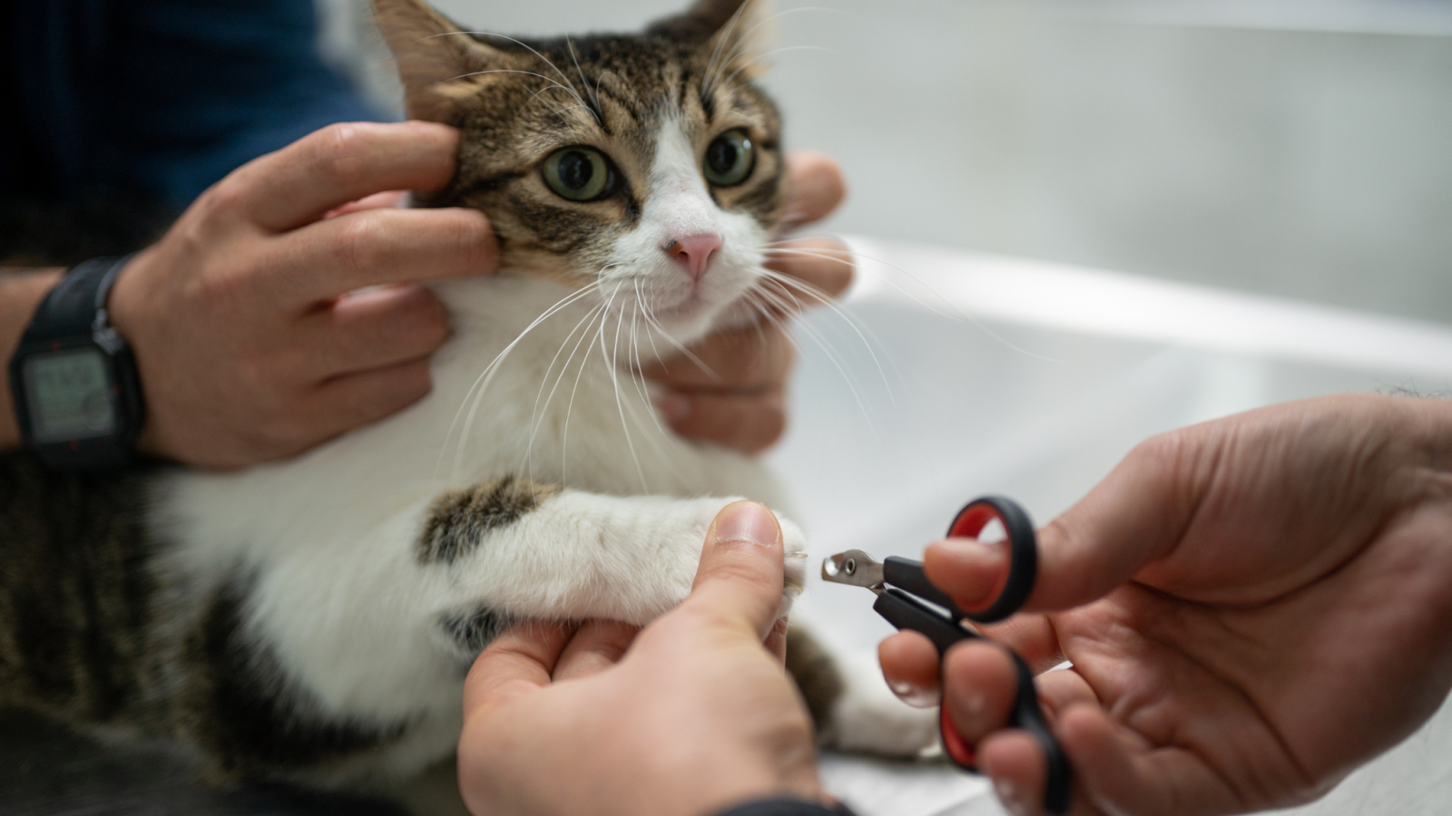 how to trim cat nails