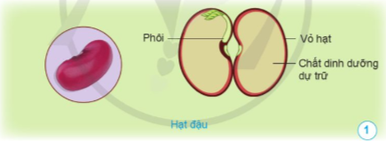 BÀI 9. SỰ LỚN LÊN VÀ PHÁT TRIỂN CỦA THỰC VẬT CÓ HOA