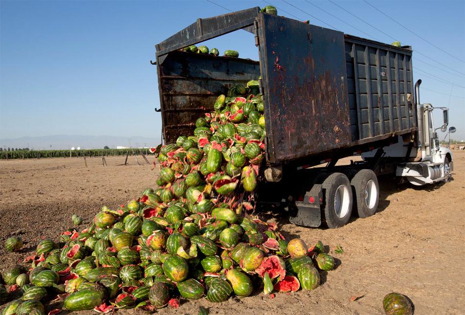 Truck offloading broken watermelons onto ground