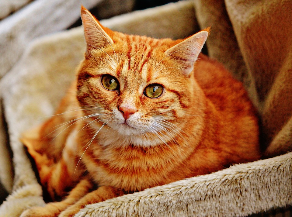 a tabby cat 