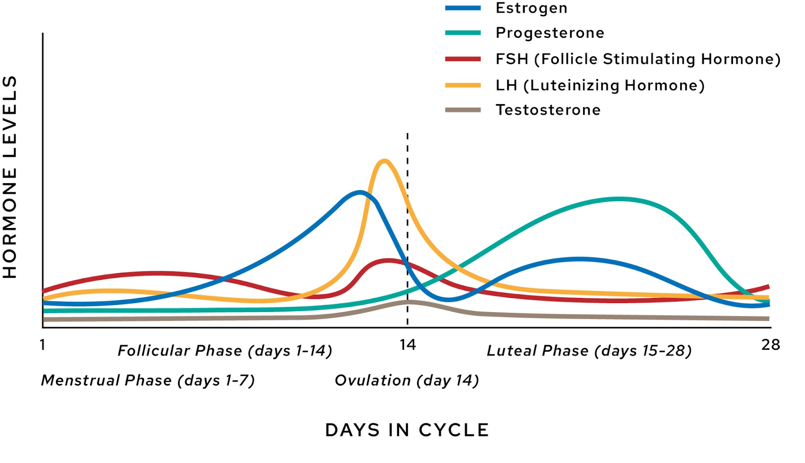 Graph showing hormone level changes during 28-day menstrual cycle and ovulation phases.