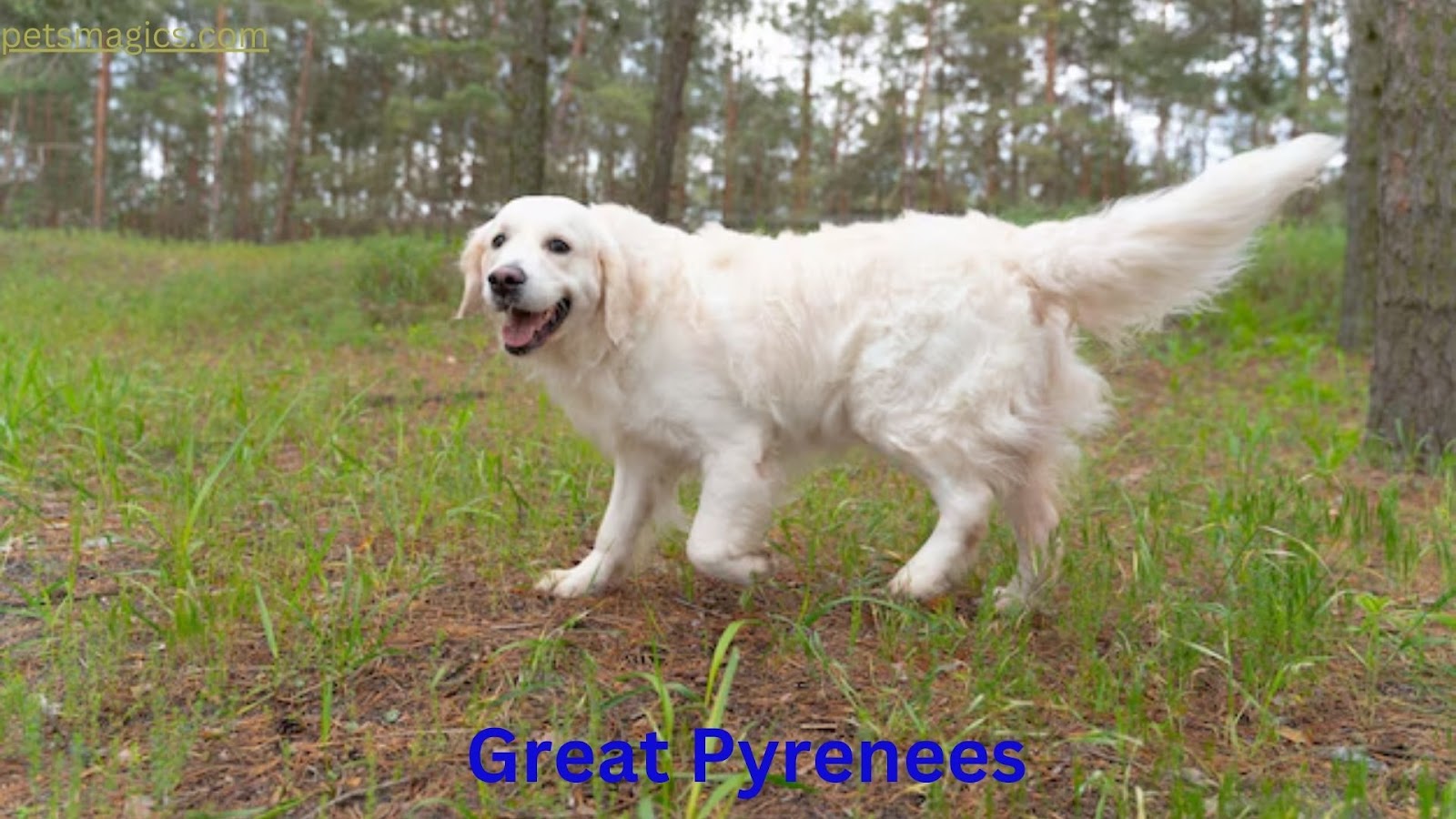 White Dog Breeds