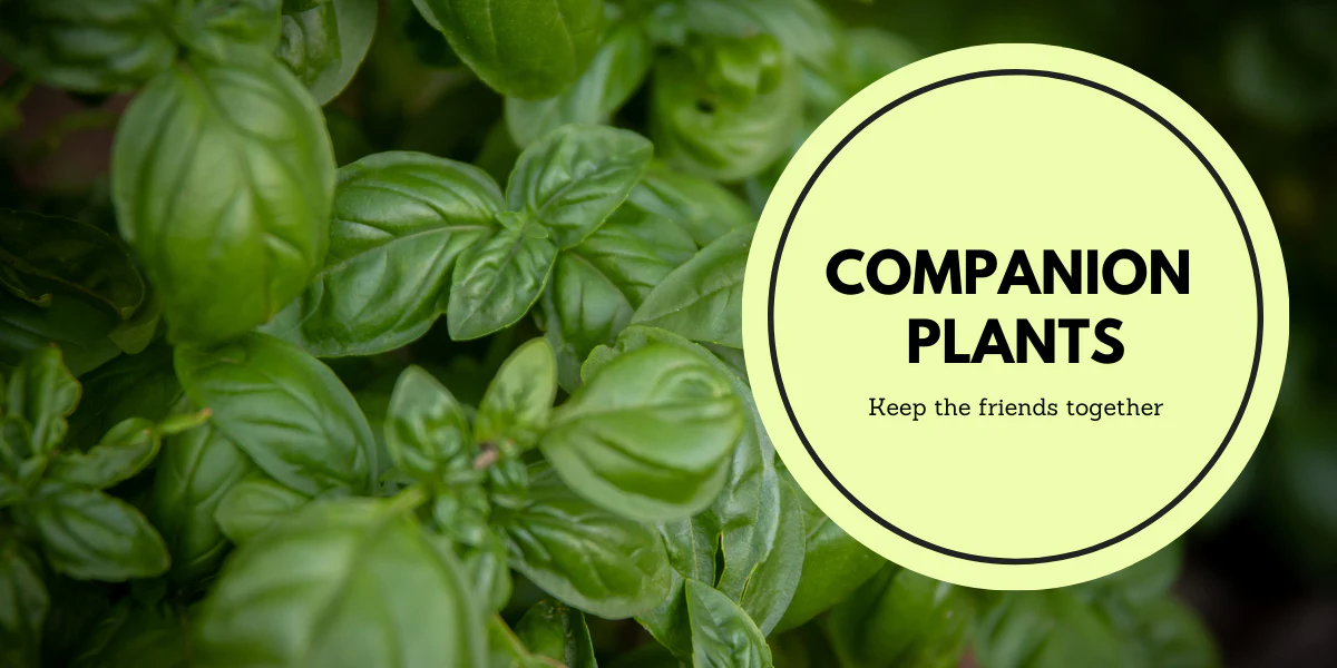 Companion Planting