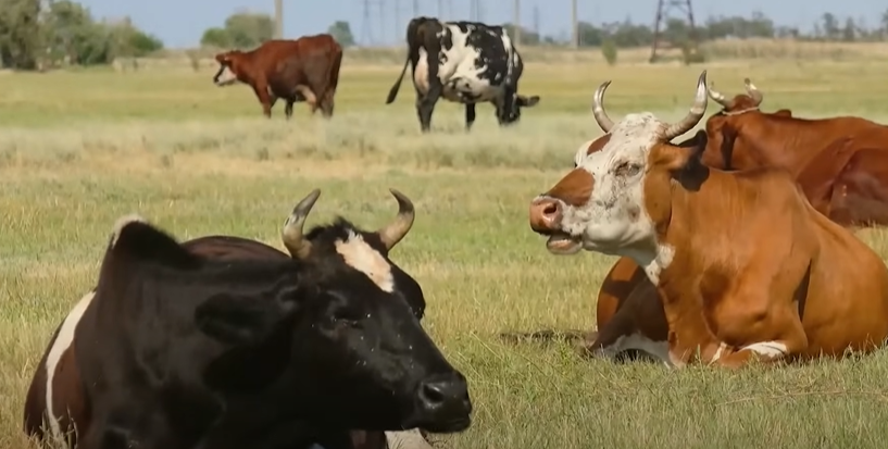 Cows on the grassland
