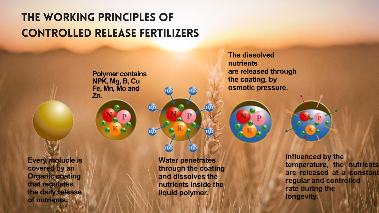 Controlled Release Fertilizer