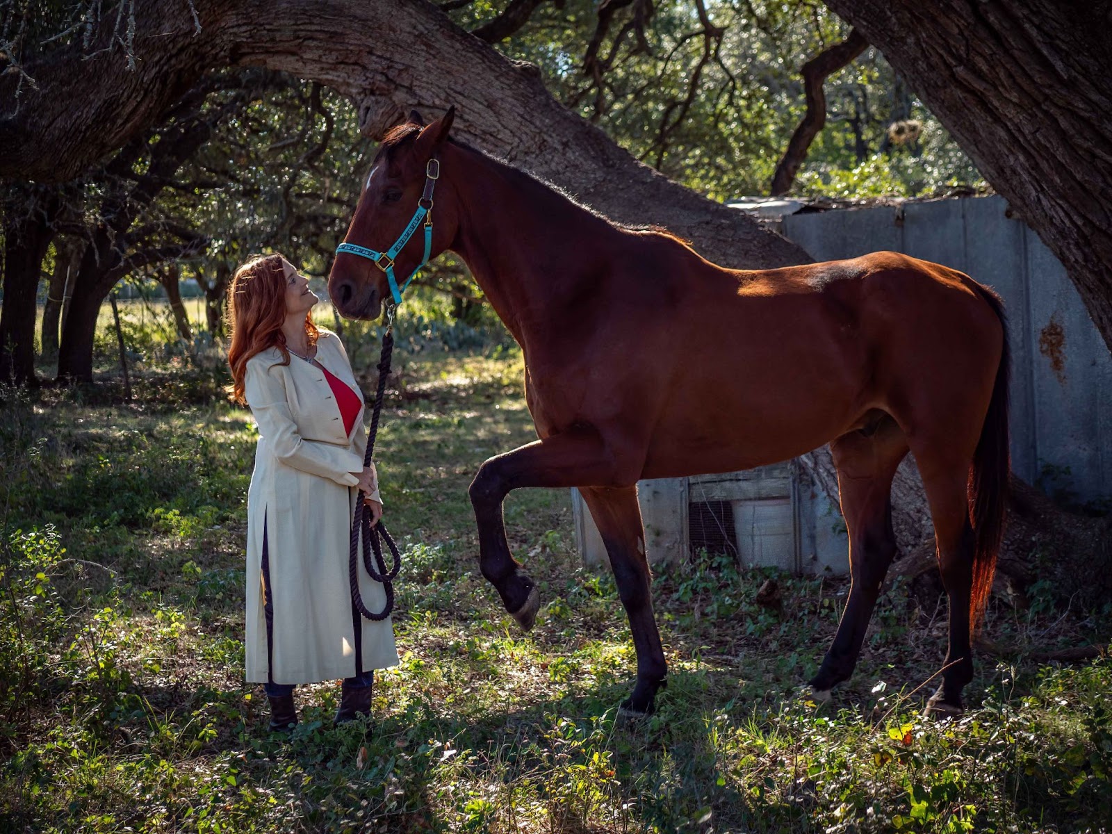 Made in the Stars, a Heart Horse Story, Scout a bay Dutch Warmblood gelding, lifting leg to Julie Bradshaw. Final days photoshoot by Stacey LIzette