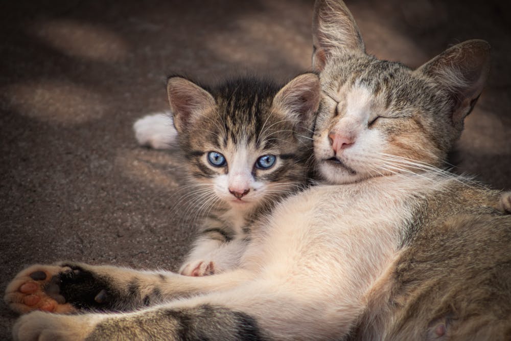 Cat Sleeping with its Head Resting on Kitten