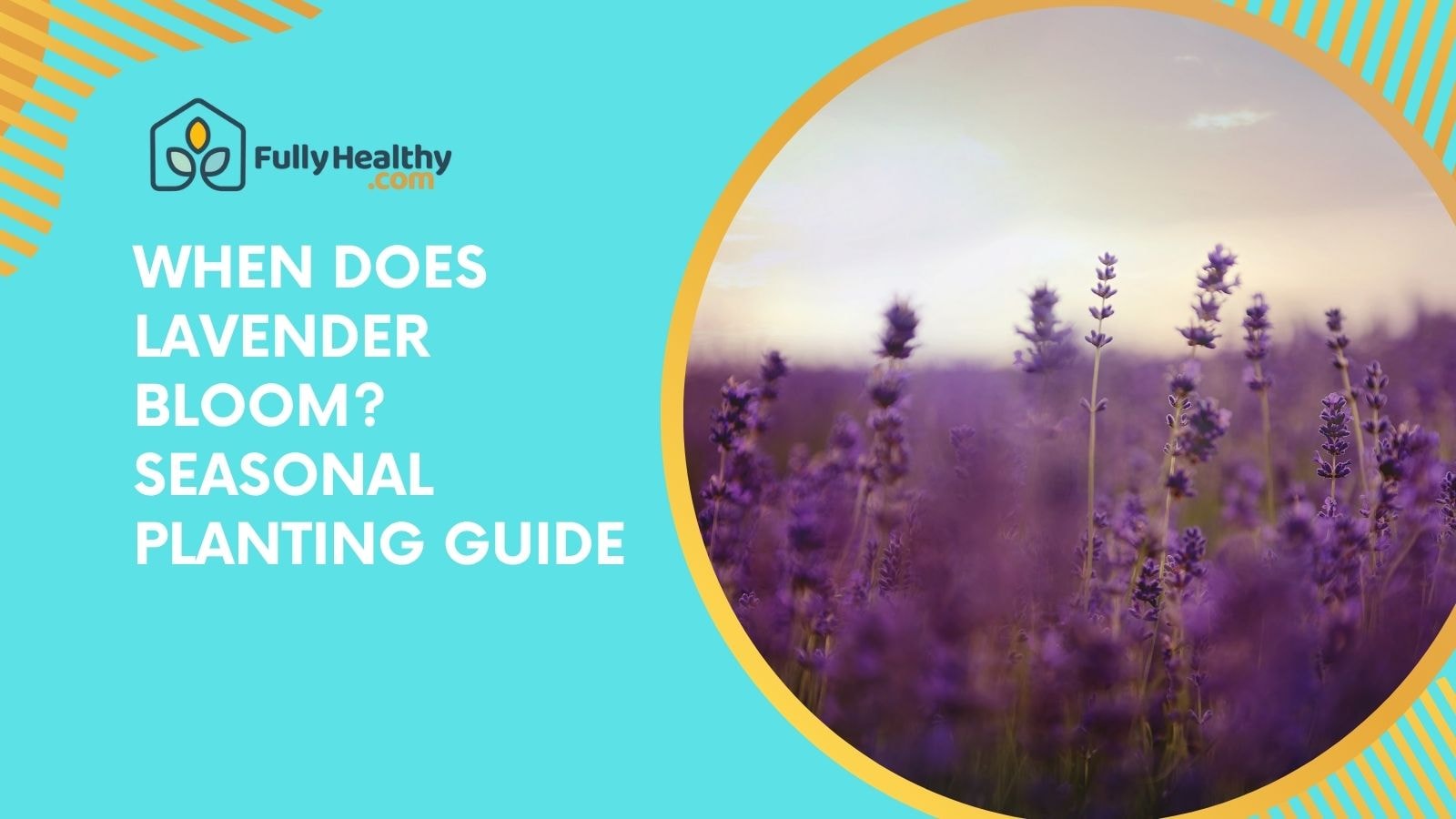 When Does Lavender Bloom? Seasonal Planting Guide