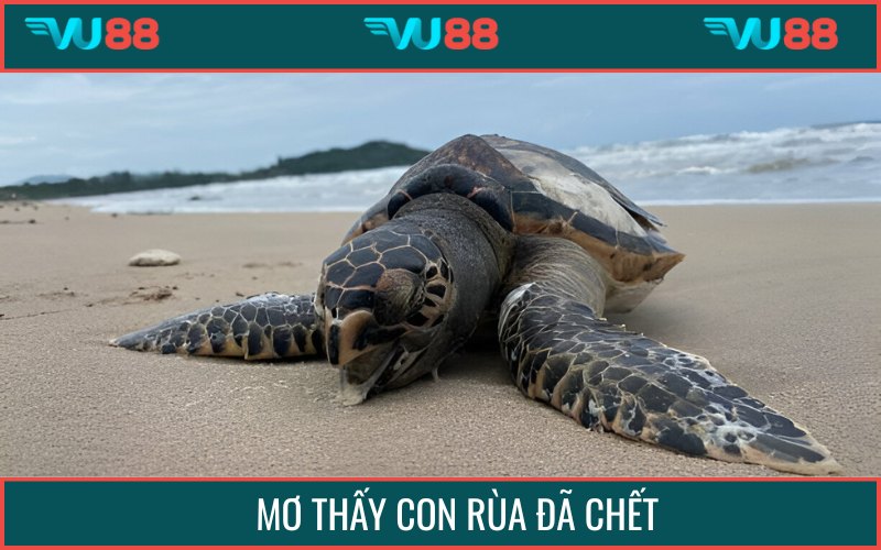 Mộng mị rùa đã chết