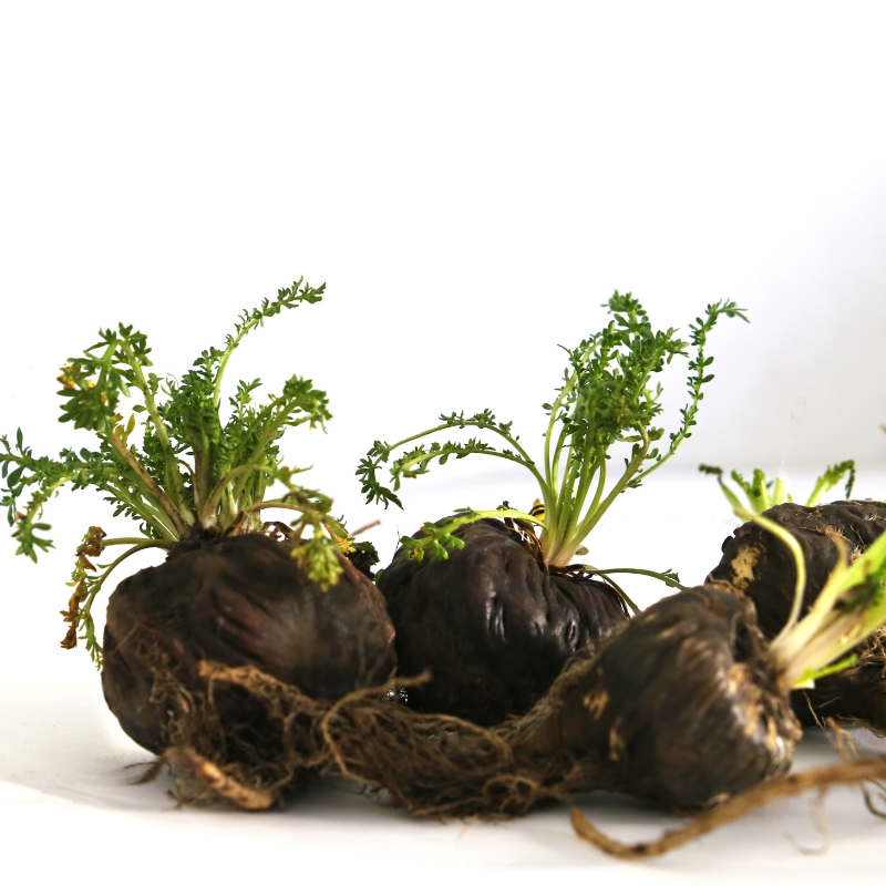 Three black Maca root vegetables with vibrant green leaves on top