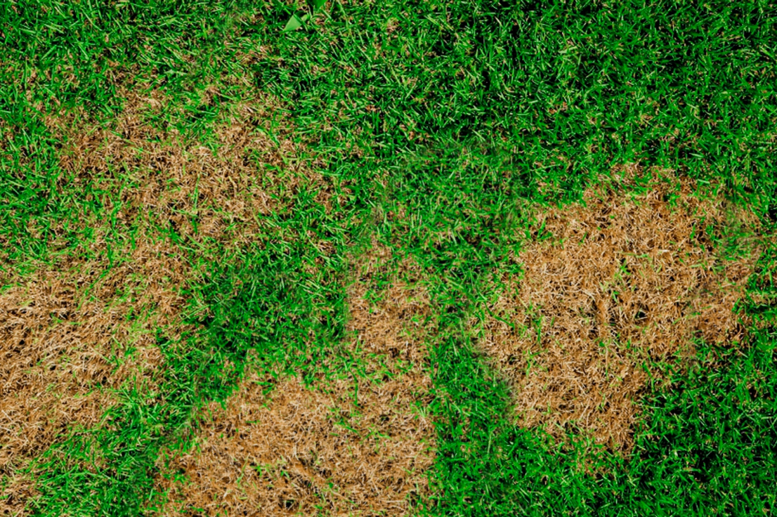 Brown patches in lawn