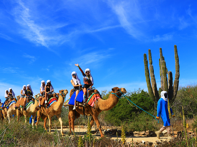 Camel Safari