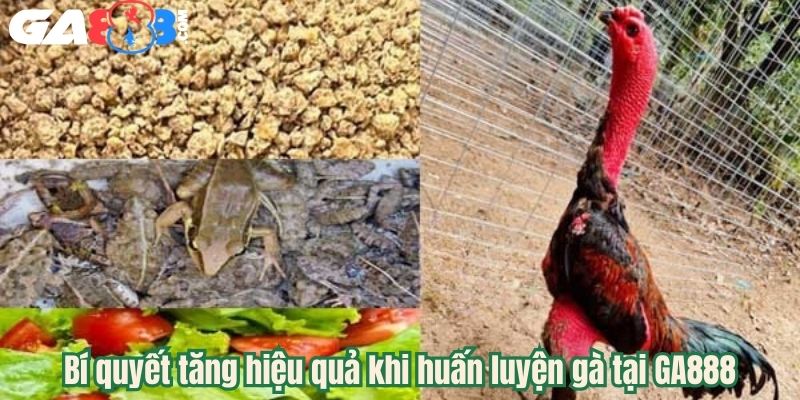 Bí quyết tăng hiệu quả khi huấn luyện gà tại GA888