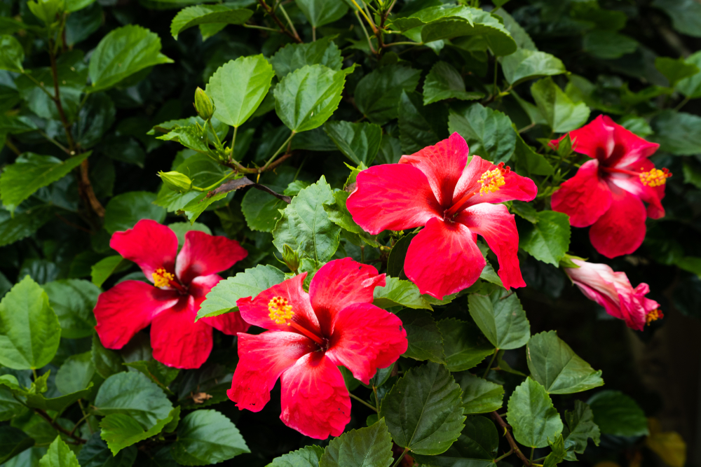 Hibiscus Plant