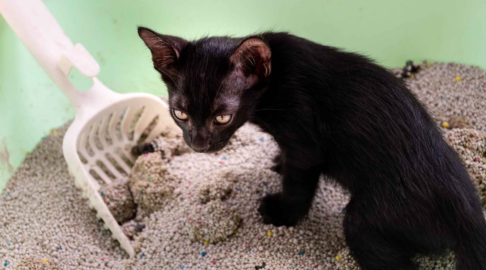 Cat Diarrhea: Treatment and Tips