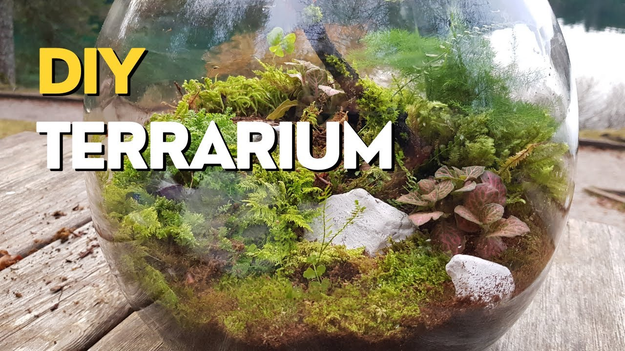 How to Create a Terrarium