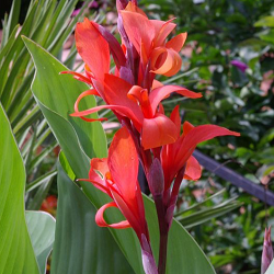 Canna Lily