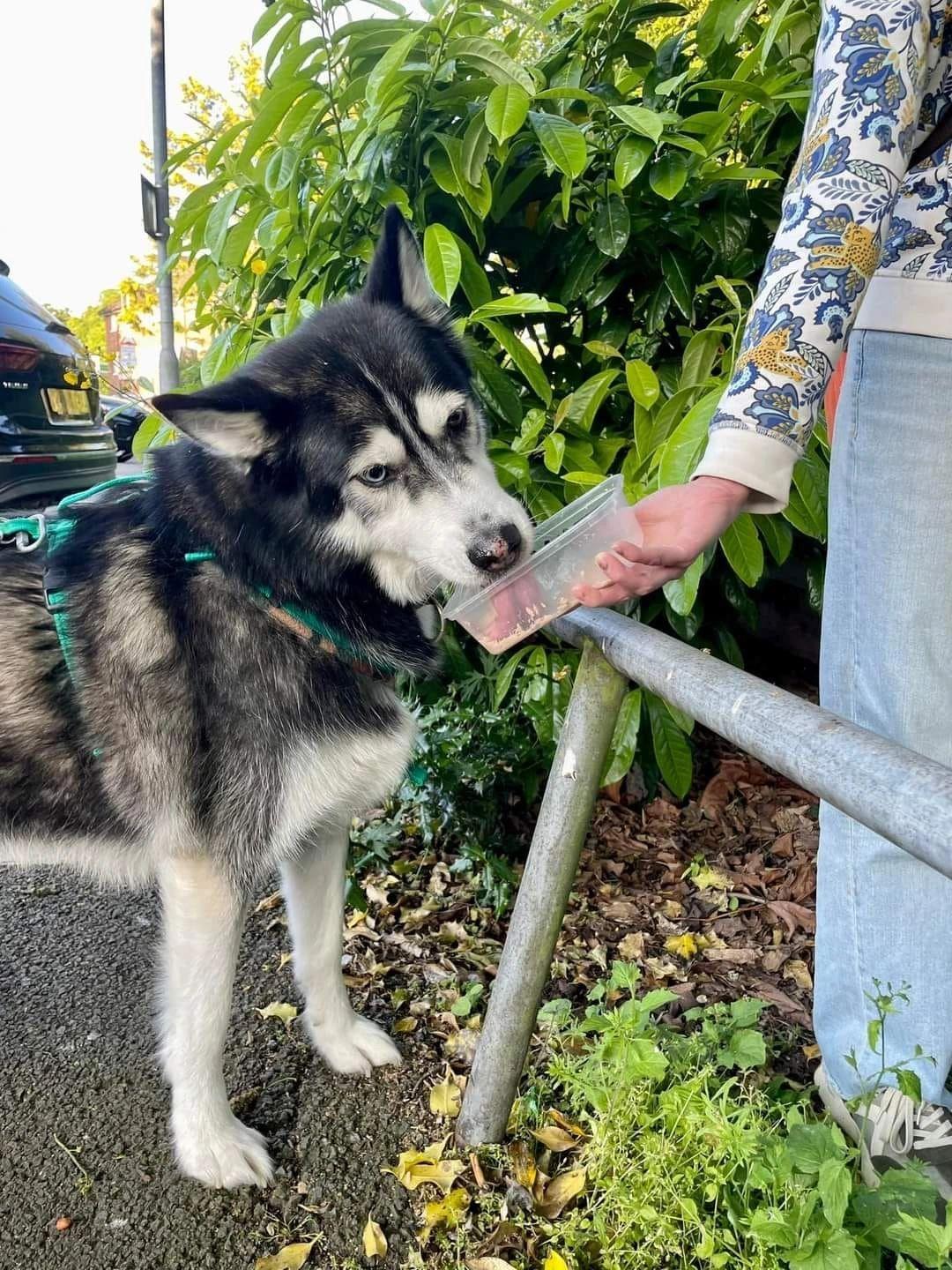 Ares getting rewarded on a man trail