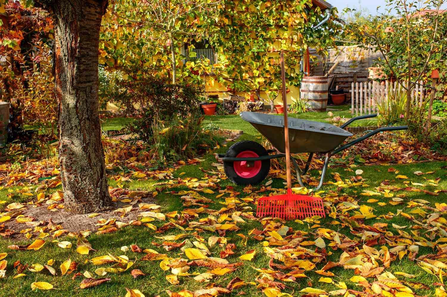 Lawn in Fall