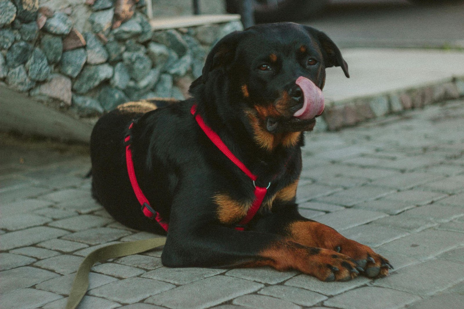 Cute Rottweiler sticking tongue out