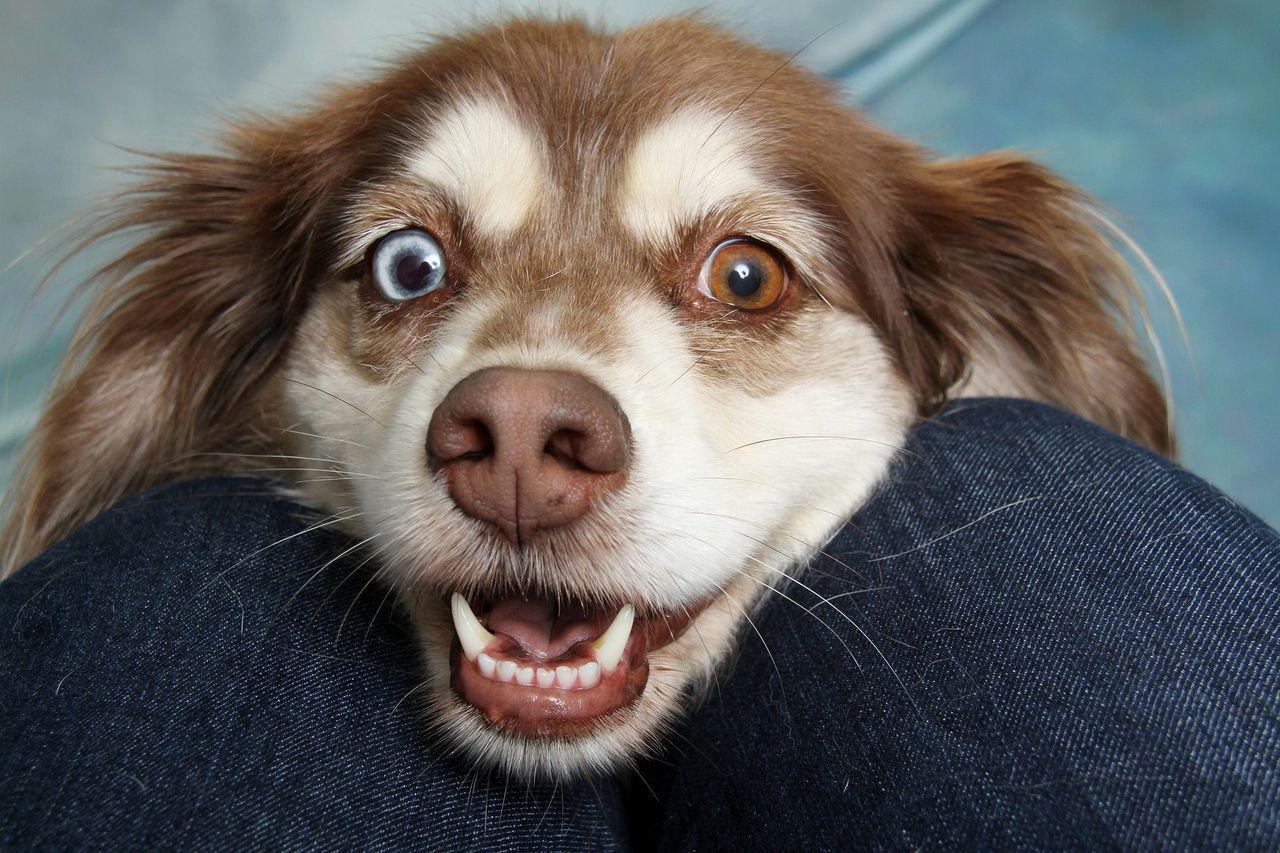 collie dog resting head on knees