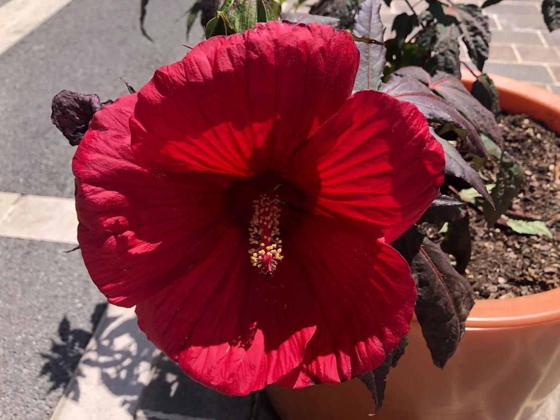 A red flower in a pot

Description automatically generated
