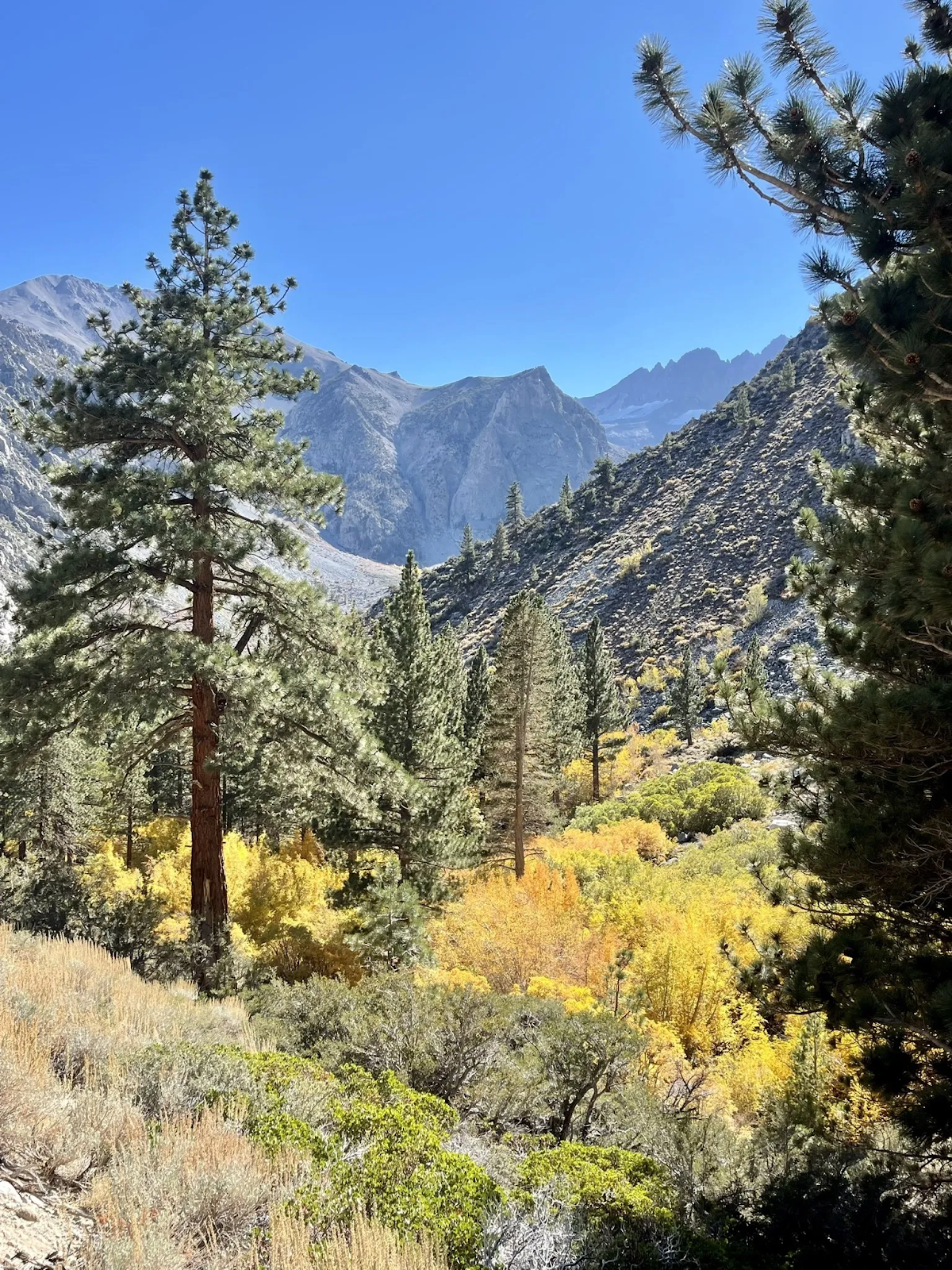 lake tahoe fall colors 