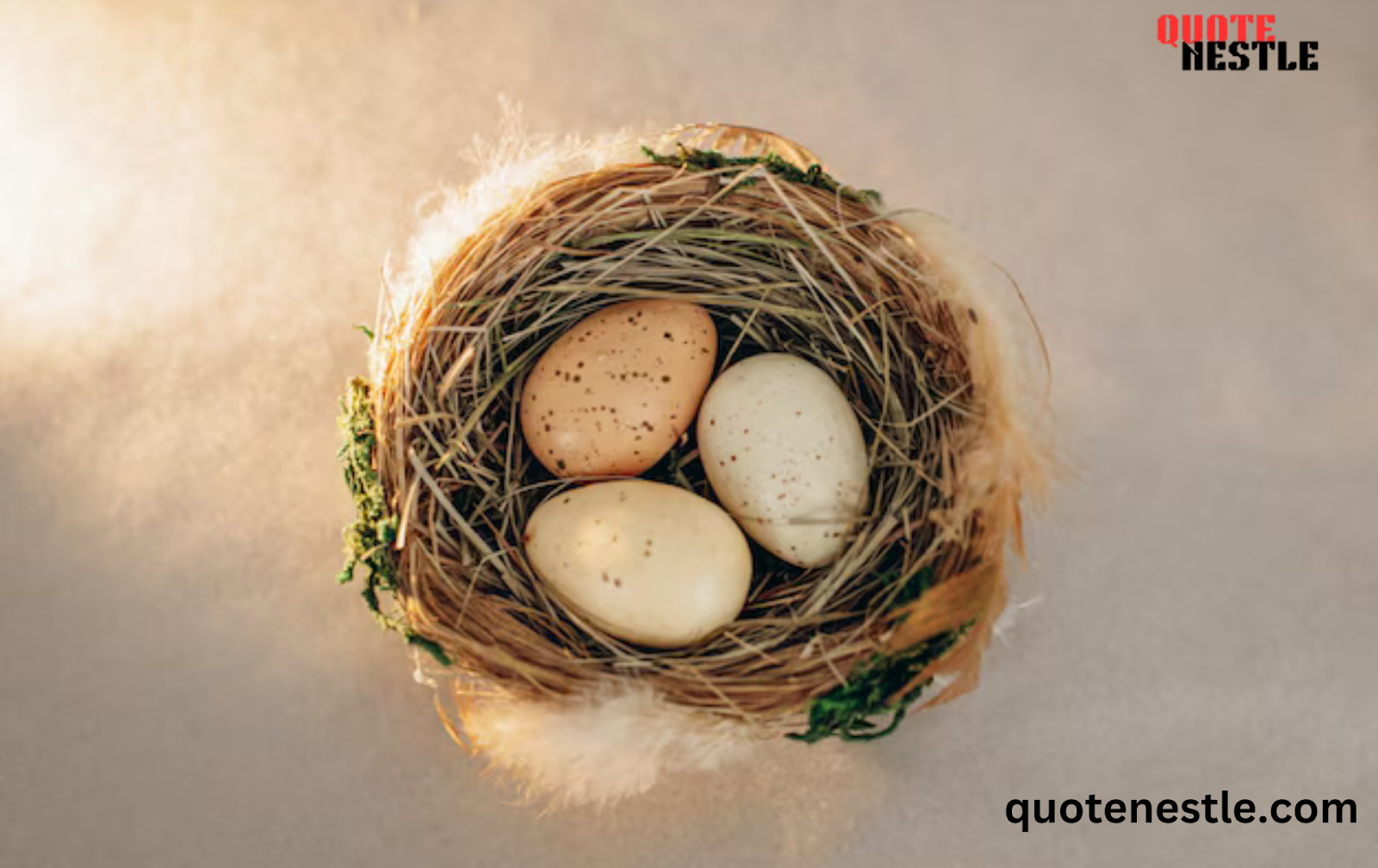 Empty nest quotes Funny