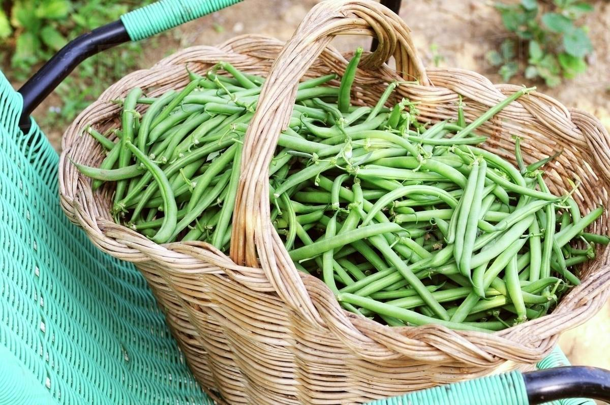 Harvesting Green Beans