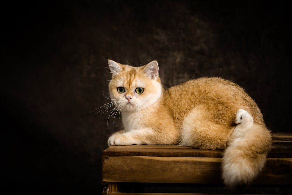 Ginger Cat on Chest